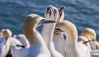 爱游戏在线-东契奇再拿三双独行侠再胜，东契奇39分独行侠再胜快船