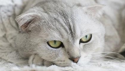 爱游戏在线-东契奇再拿三双独行侠再胜，东契奇39分独行侠再胜快船