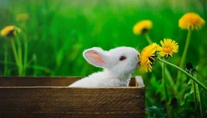 爱游戏在线-东契奇再拿三双独行侠再胜，东契奇39分独行侠再胜快船